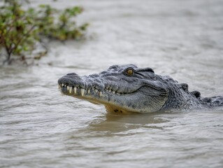 Obraz premium 川に浮かぶワニのクローズアップ野生動物の迫力ある表情と質感をとらえた自然写真