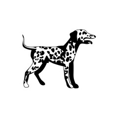 Fototapeta premium A cute spotted Dalmatian puppy isolated on a white background