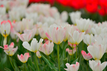 Spring blooming tulip field. Flowers tulips,  Spring floral background.