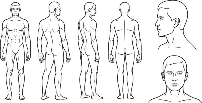 Anatomical male figure sketch, front back side views, human body proportions, muscle structure drawing, reference for artists, character design, anatomy study