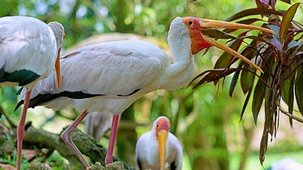 white stork in the bird park, eating leaves