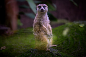 Fototapeta premium A meerkat stands alert on ground, looking forward.