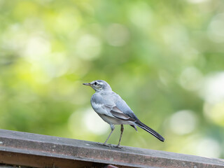 屋根の上のハクセキレイ