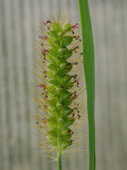 Detail of seeds with pistils on the plant grey foxtail (Setaria glauca).
