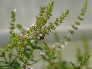 Wasp sipping nectar from a mint flower outdoors.
