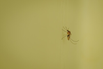 Detail of a female mosquito on a yellow wall.
