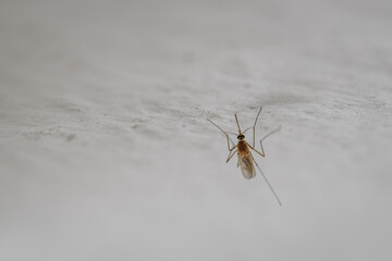 Detail of a female mosquito on a white wall.

