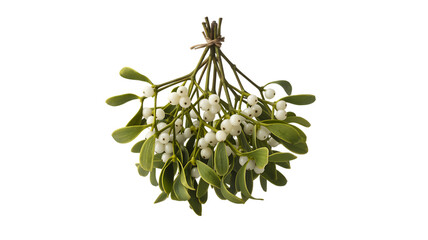 Bunch of mistletoe with white berries and green leaves isolated on a transparent background plant herb