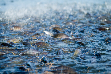 Nile Tilapia is eating food, Lots of fish