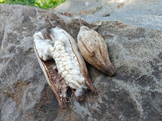 Dry Seed Pod with Cotton Fibers