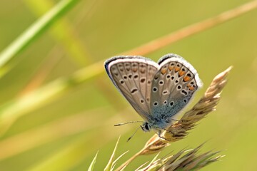Graceful butterflies with colorful wings dance above the blooming flowers.