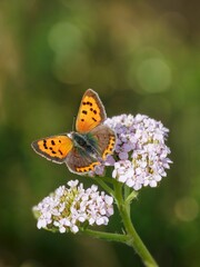  Graceful butterflies with colorful wings dance above the blooming flowers.