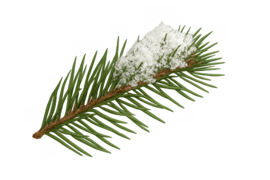 Pine branch with snow showing winter and christmas themes
