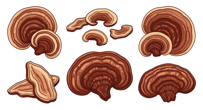 A collection of stylized drawings of various types of reishi mushrooms in different sizes and shapes.