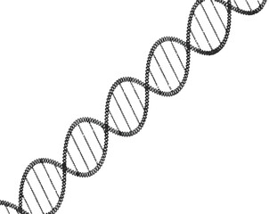 Stylized black and white double helix DNA strand on a white background Keywords: DNA, double helix, molecule, science, biology, genetics
