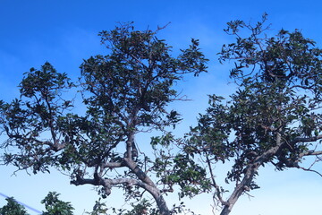 tree and sky blue atmosfhere