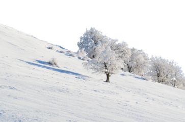 snow frozen trees white peak of the mountain isolated