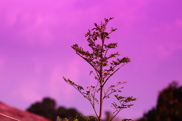 lilac flowers in the morning