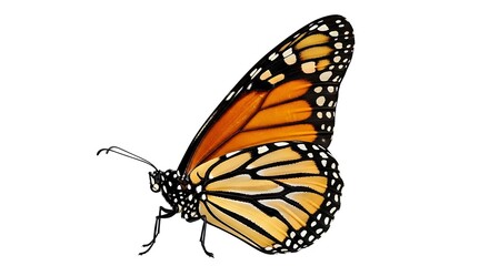 Illustration of monarch butterfly with orange and black wings isolated on white background