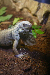 Lizard displaying behavior in natural habitat