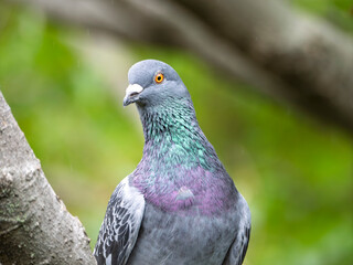 凛とたたずむハトのまなざし