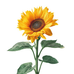 Obraz premium Vibrant sunflower, bright yellow petals, dark center, green leaves