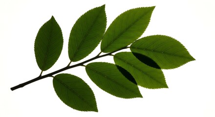 Illustration of green leaves on a branch isolated on white background, close up shot