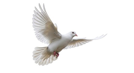 Fototapeta premium dove isolated on white