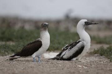 AVES PATOS PATAS AZULES