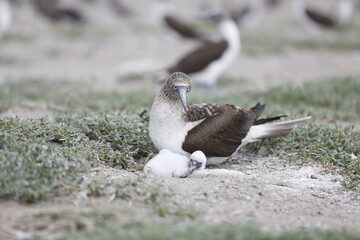 AVES PATOS PATAS AZULES