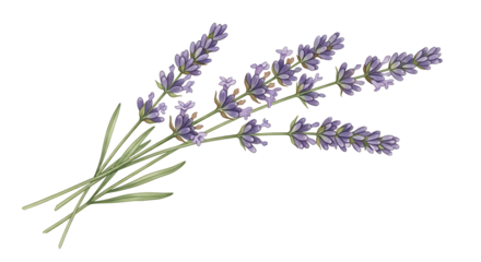 Sprigs of lavender flowers isolated on transparent background