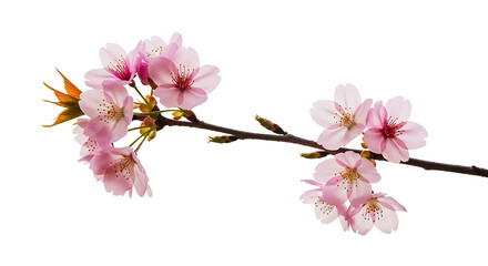 Obraz premium Delicate pink cherry blossoms on a dark branch isolated on transparent background