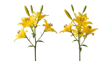 Two stems of yellow daylilies isolated on transparent background