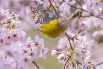 桜の花とメジロの共演