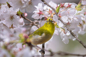 桜の花とメジロのクローズアップ