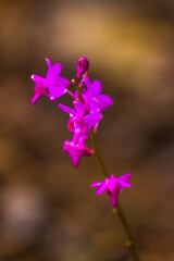 close up Beautiful Moth Orchid