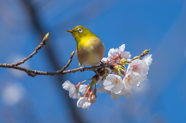 青空と桜に映えるメジロ