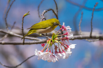 桜の花の蜜を吸うメジロ