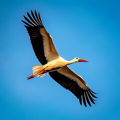 Fototapeta premium A white bird with black wing tips soars against a bright blue sky