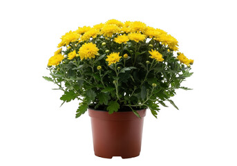 Vibrant yellow chrysanthemum plant in a terracotta pot isolated on transparent background