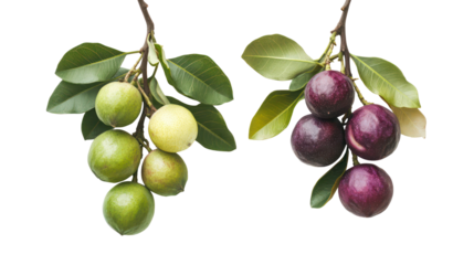 Green and purple olives on branches isolated on transparent background