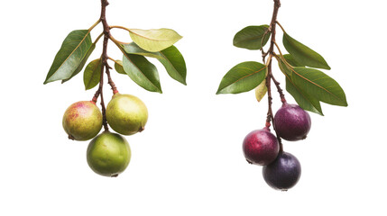 Two branches with ripe plums and green leaves isolated on transparent background