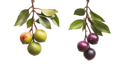 Two branches of plums with leaves isolated on transparent background