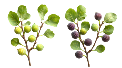Two fig branches one with green figs and ripe figs on transparent background