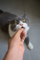 Feeding the British Shorthair cat by hand