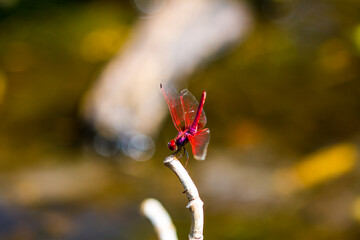A colorful dragonfly is perched on a branch.