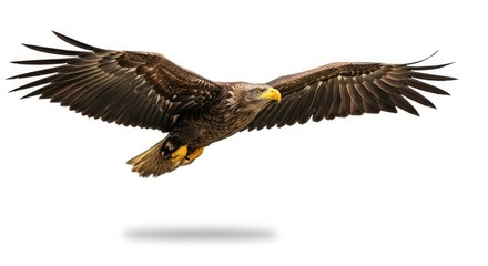 Fototapeta premium american bald eagle
