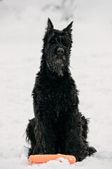 Black Giant Schnauzer Or Riesenschnauzer Dog Playing With Ring Outdoor In Snow, Winter Season. Playful Pet Outdoors.