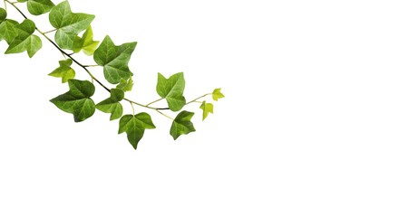 Plant liana ivy bush vine isolated on white or transparent background