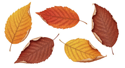 Autumn maple leaf isolated on white or transparent background